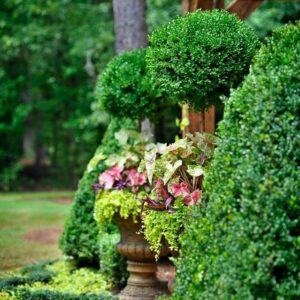 topiary-design-macon-ga